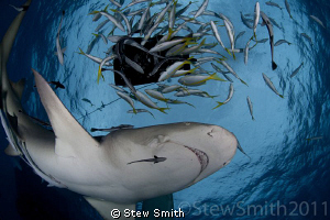 Laying under the bait box can be a bit scary at times, bu... by Stew Smith 